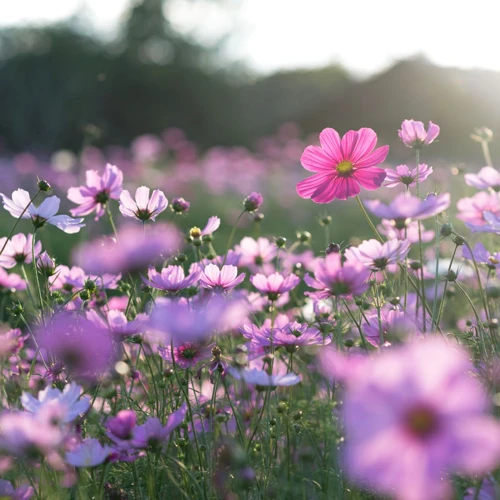 Alte Simboluri Ale Florilor În Vise