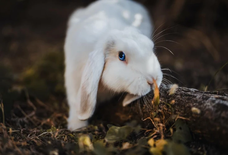 Animale De Companie Comune Și Interpretarea Viselor Cu Ele