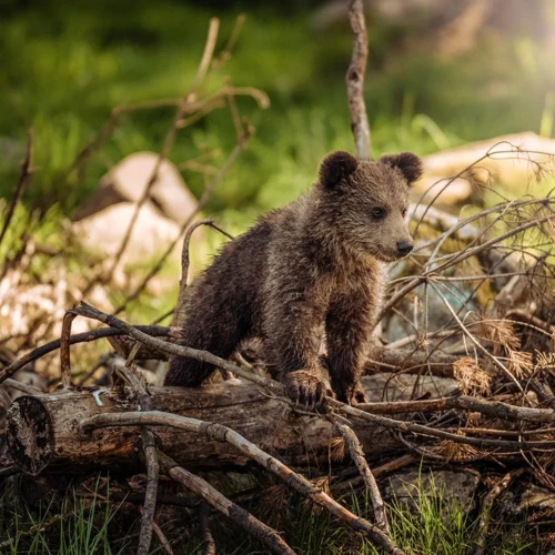 Animale Sălbatice Și Simbolismul Lor În Vise