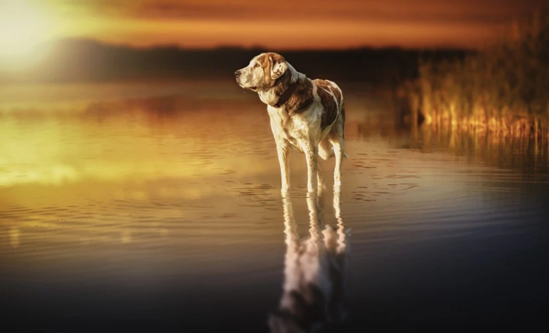 Importanța Viselor Cu Animale