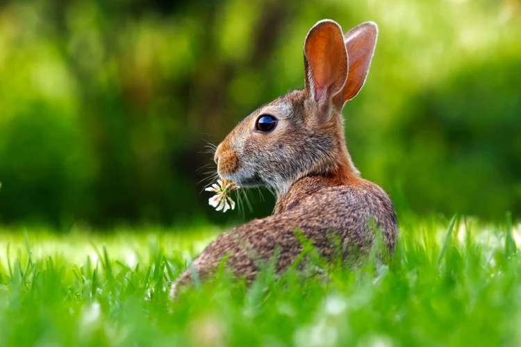 Rolul Animalelor Sălbatice În Vise