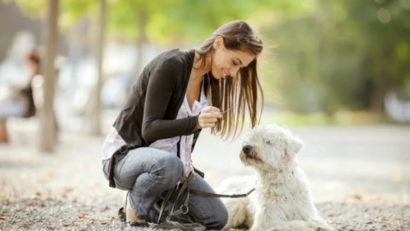 Visul Despre Pierderea Unui Animal De Companie